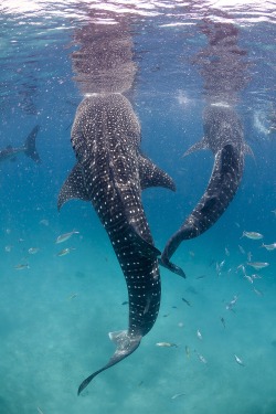 thelovelyseas:  Feeding by Klaus Stiefel