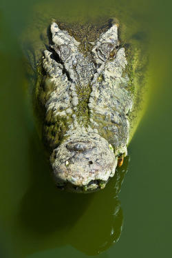 nature-planet:  A Menacing Scaled And Armored Head by Jason