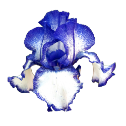 booriful:  transparent-flowers:  German Iris. Iris germanica.