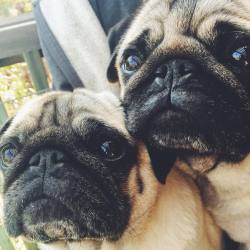 grubpugs:  “Why aren’t you sharing your food with us??? We’re