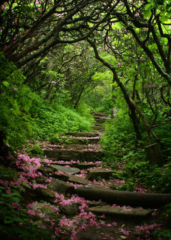 visitheworld:  Beautiful path in the Craggy Gardens, North Carolina,
