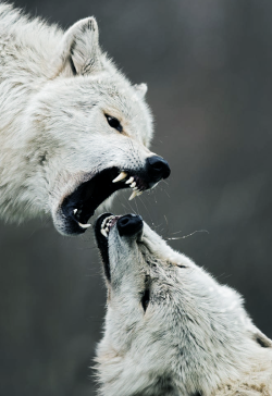 johnnybravo20:  Grey Wolf (by Thomas Chadwick)