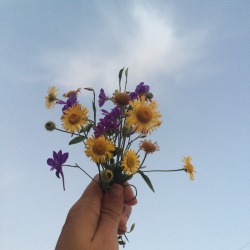 frankymood:  it’s fall but i love that how flowers keep still