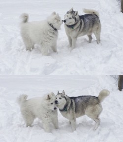 skookumthesamoyed:Hallo fellow snowdog froiend wanna smoosh faces