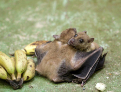 ragazzzo:  bat thanks friend for bringing him bananas 