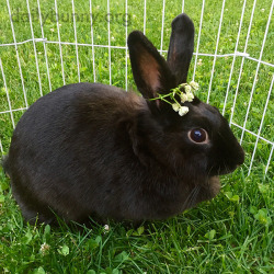 dailybunny:  Queen Bunny Wears Her Flower CrownThanks, Becca