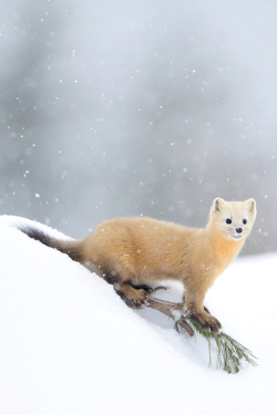 plasmatics:  Deep Snow by Masatsugu Ohashi 