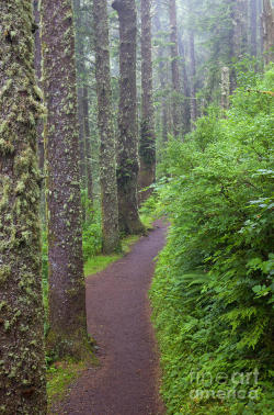 sublim-ature:  Foggy Trail by Mike Dawson