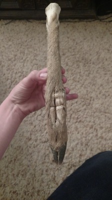 vulture-kitty: So, I found this naturally mummified deer leg