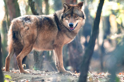 jaws-and-claws:  European grey wolf by csabatokolyi on Flickr.