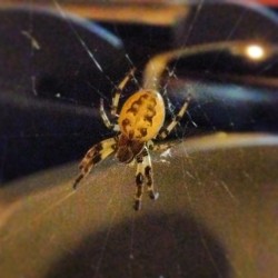 Spider from work last night. Evil beast. #spider #creepy #nope