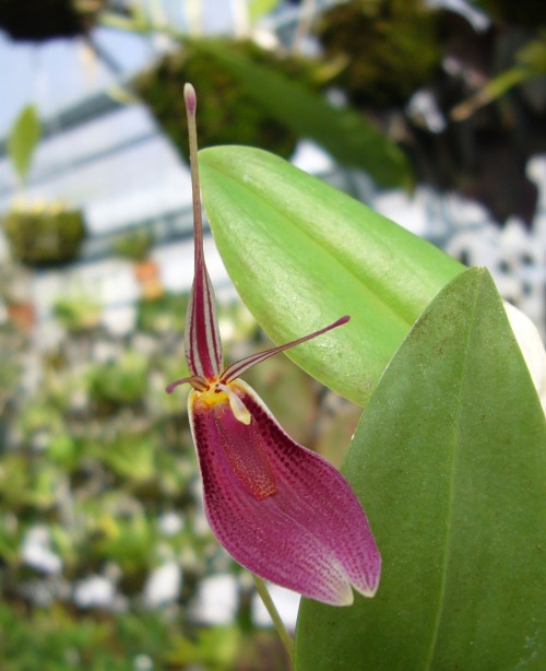 orchid-a-day:  Restrepia contortaSyn.: Humboltia contorta; Stelis