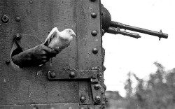 taco-man-andre:just—history:Messenger pigeon being released