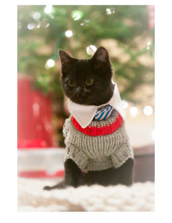 awwww-cute:  Atticus T. Finch, Esq.’s first Christmas 