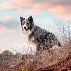 pixpup:  I got to take pictures of one of the most handsome dogs