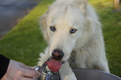 flaretheferret:  A thrilling story of a dog using a water fountain