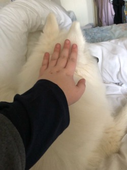 cloudthesamoyed:  surprise means ears disappear