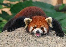 palegingerbabies:  Red Panda. I need this in my life. 