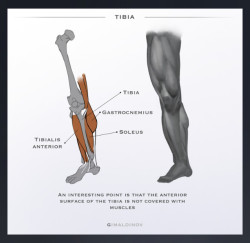 drawingden:Leg Anatomy Tips by Arthur Gimaldinov