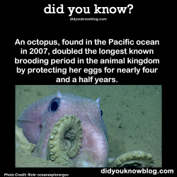 did-you-kno:  An octopus, found in the Pacific ocean in 2007,