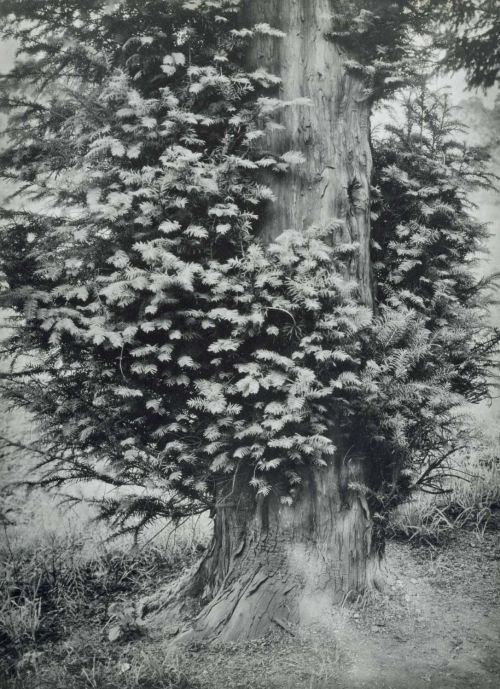 fragrantblossoms:   August Sander.  Yew in Spring, circa 1930.