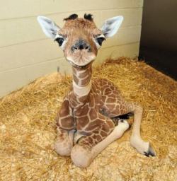 these-times-shall-pass:  feeling sad? look at this baby animal