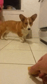 onlylolgifs:  dog’s reaction to a lemon after he tasted it