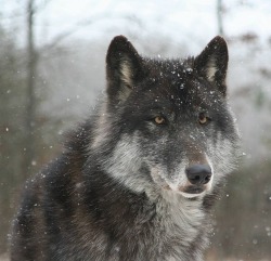 beautiful-wildlife:  Black Wolf in Snow by © Katie Stout 