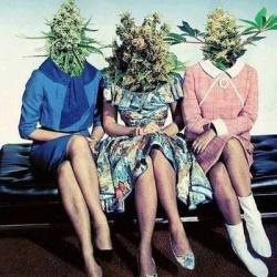 psychototallyawesome:  weed heads | via Facebook en We Heart
