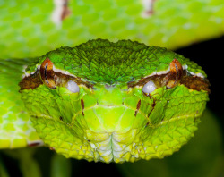 libutron:  Bornean Keeled Green Pit Viper Extreme close up of