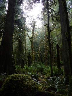 wanderthewood:  Lake Crescent, Olympic National Park, Washington