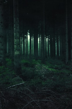 hawxr:  Forest ~ Felix Möckel 