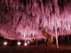 daily-biology:  144-Year-Old Wisteria, Largest In Japan. By: