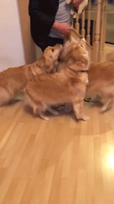 awwww-cute:  Golden retrievers meet new baby sister (Source: