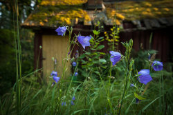 peonyandbee:  Abandoned Cottage 2 by Aardvarklord on Flickr.