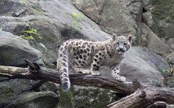 Walk softly and carry a big … tail (Snow Leopard cub,