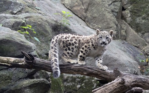 Walk softly and carry a big … tail (Snow Leopard cub, Bronx Zoo)
