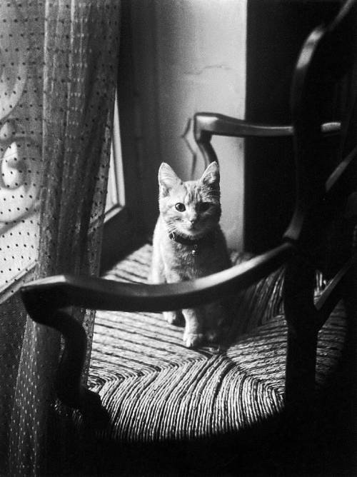 Willy Ronis, Le chat sur la chaise, 1946 Nudes & Noises 