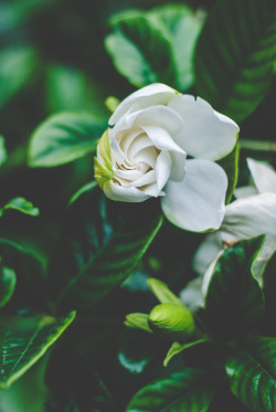 sumisa-lily:  Gardenia