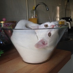 catsbeaversandducks:  Glass Bowl Is The New Box Photos by Zappa