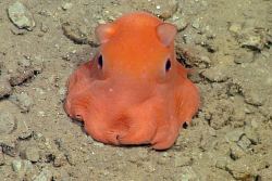 cutebiology:  An unclassified, fist-sized type of flapjack octopus,