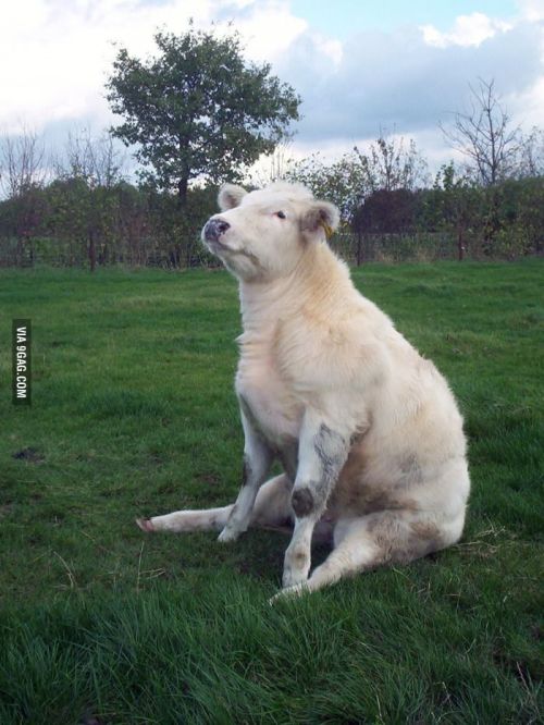 accio-salt:  I didn’t know I needed a post of cows sitting. But I did.