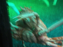 genmokai:  2010 hermit crab blurry sealife crab pics xxx 