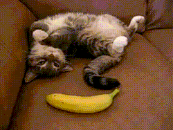 vorpalgirl:Cats reacting violently to fruit.@tekka-wekka 