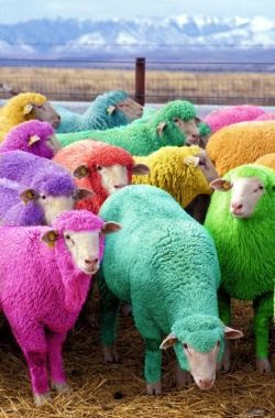 coleytangerina:  Freshly dyed sheep run in view of the highway