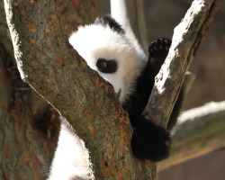 fuckyeahgiantpanda:  Xiao Liwu at the San Diego Zoo, California,