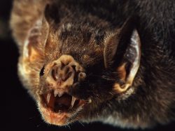 sixpenceee:  Vampire bats will die if they can’t find blood