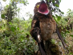 christycandid:  honesttoblarg:   The Potoo - Either the most