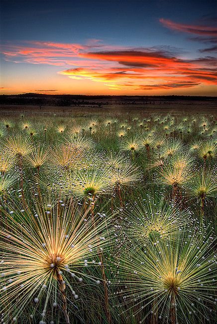Star-studded earth (wildflowers of the Mato Grosso highlands, Brazil)