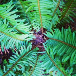 #moemeatproduction #fern #redwoods #aveofthegiants #groves #daytrip